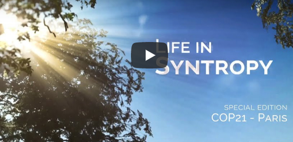 Life in Syntropy